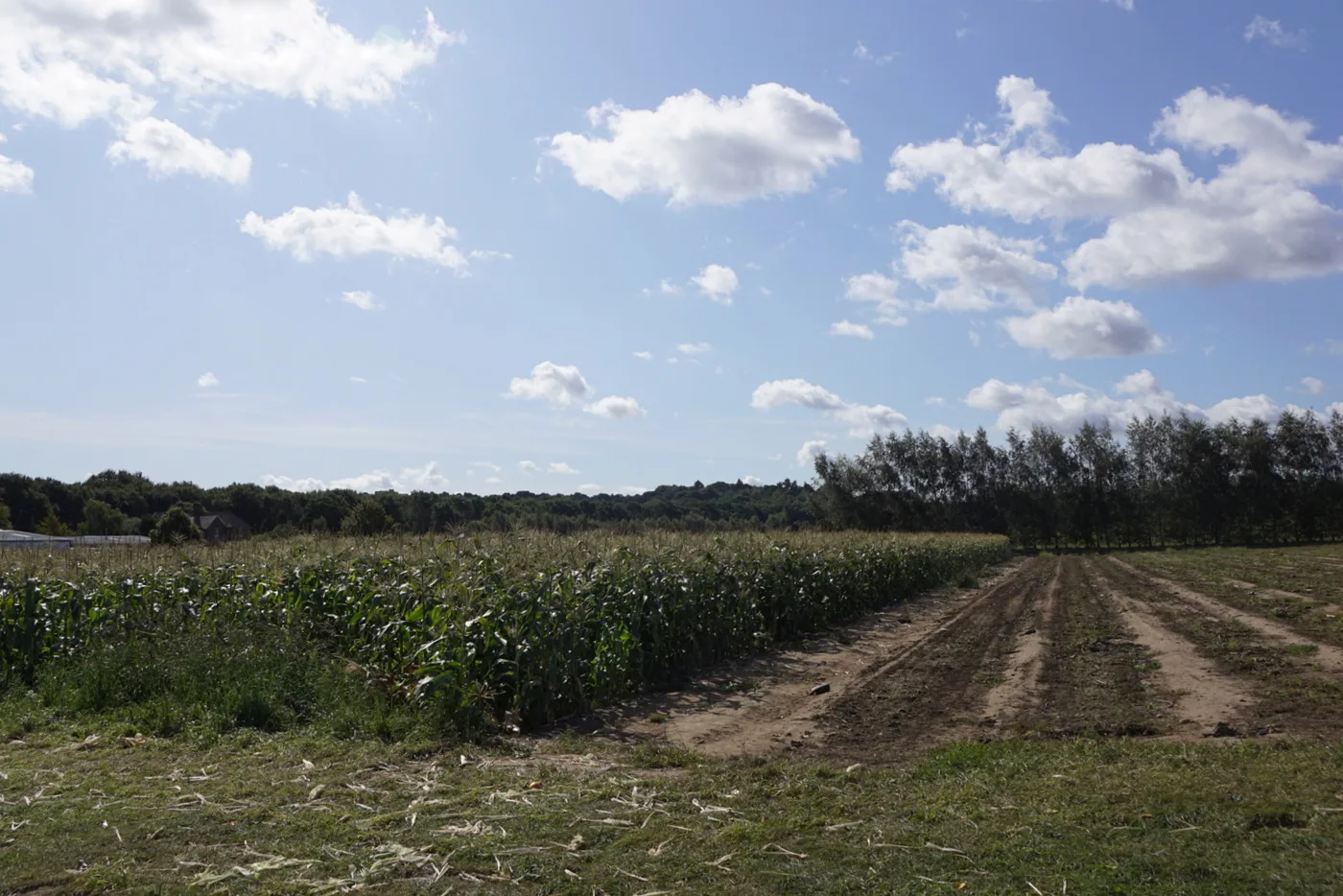 The pick-your-own fields at Garson Farm, Esher, photographed in August 2019. In October the farm is given over to its Pumpkin Parade
